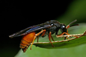 Potter Wasp Paralastor Photo