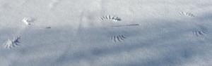 Mouse Tracks In Snow Crow wing prints in the snow.