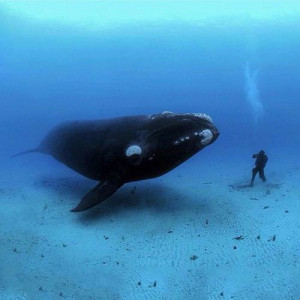 Meeting of the minds | Amazing capture by Brian Skerry