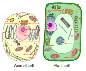 plant and animal cells differ plant and anima