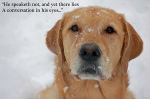... dog's main way of communicating is through its eyes. #dog #quotes