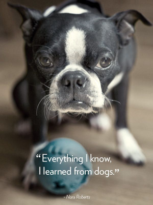 ... Quotes About Dogs, 16 Dogs, Dog Quotes, Advice Quotes, Pets Quotes