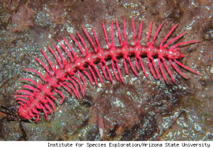 International Institute For