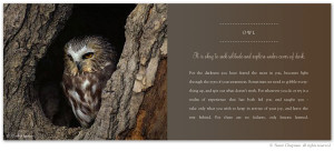 Owl Symbolism - excerpt from the book Letters From Earth By Sunni ...