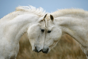 Wild white horses of the Carmargue