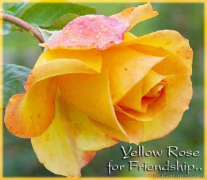 Yellow Rose For Friendship Graphics