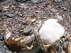 Are there dead bodies on Mount Everest?