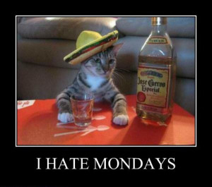 more drunk cats i hate mondays i hate it too funny quotes
