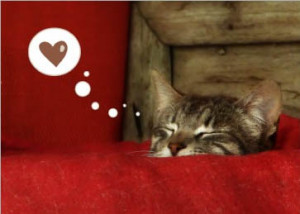Kitty Valentine Quotes Valentine's day cat greeting