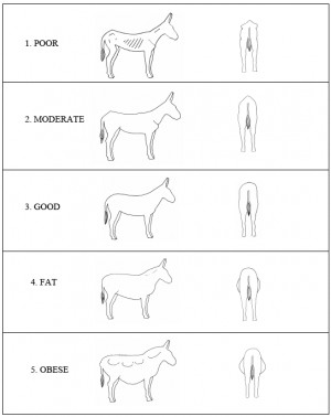 Search Results for: Horse Body Parts Chart