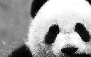 cute, panda, quote, quotes