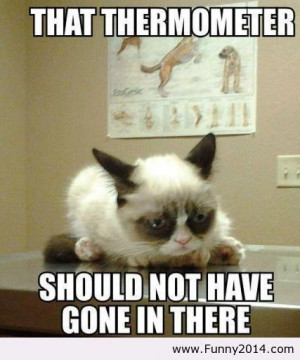 Grumpy cat is more grumpy these days / Funny2014