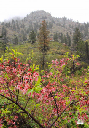 Photos: Burnt trees, male Ponderosa Pine cones and Wild Plum bushes ...