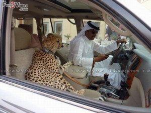 Funny Arab Tiger Pet Funny Picture
