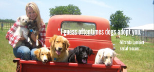 Miranda Rights Quote Final mir quote