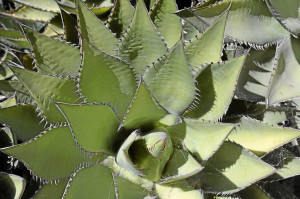 Agave shawii which is native to Baja California is seen growing at