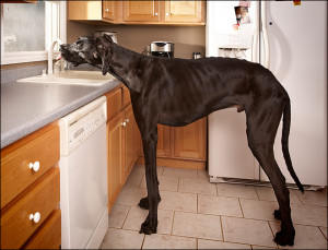 Play Video Zeus drinks from the kitchen faucet in Otsego, Mich. (AP ...