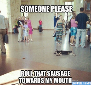 animal-memes-omg-cute-things-082712-07