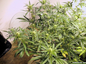 Decal For Sale Flower Skunk Bambi The From