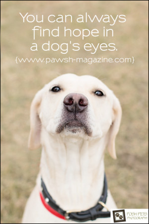 You Can Always Find Hope In A Dog’s Eyes.