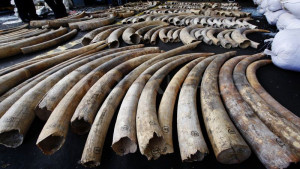 Sri Lanka-Dubai elephant tusk smuggling ring smashed in Sri Lanka