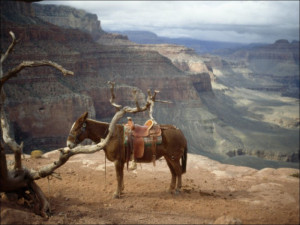 Saddled Mule and Scenic View of the Grand Canyon