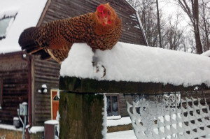 Snow Birds: Keep Your Chickens Dry, Warm, Happy Over Winter