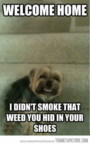 Funny photos funny dog laughing stairs