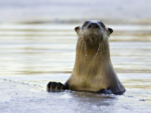 River otters add to Platte River ecosystem