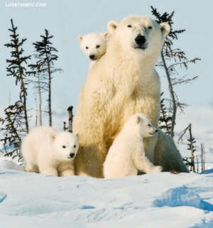 Family Of Polar Bears