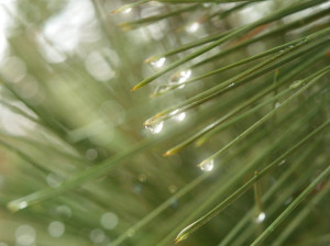 Let the rain kiss you. Let the rain beat upon your head with silver ...