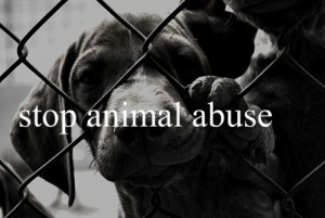 Animal Abuse