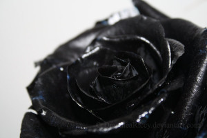 Black rose flower