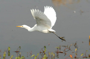 ... 15, 2010 Jammu: Migratory birds at the Gharana wetland near