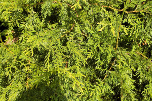 Thuja Green Giant Arborvitae Tree