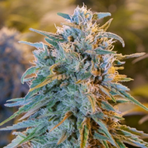 blue dream cannabis seeds