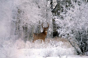 CAL ANI WIN SK WS10519DWHITE-TAIL DEER IN WINTER FORESTPRINCE ALBERT ...
