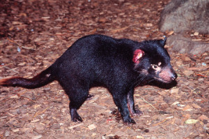 TasmanianDevil2.jpg]The Tasmanian Devil (Sarcophilus harrisii, not to ...