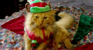 Funny Picture Cats on Cat Singing Jingle Bells Song Youtube Animals ...