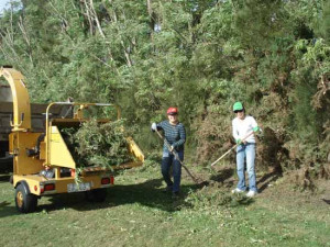 HEDGES CUT TO YOUR SPECS & then muched and revoved