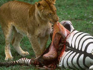 eating animal tiger eating animal tiger eating animal tiger eating ...