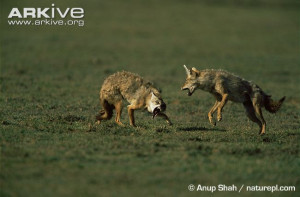 Melanistic Jackal Golden jackals fighting