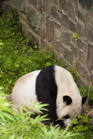 panda sniffing near the stone wall of its enclosure at the national ...