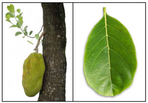 view original image )