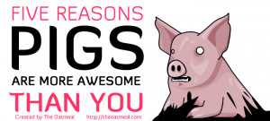 reason why pigs are more awesome than you
