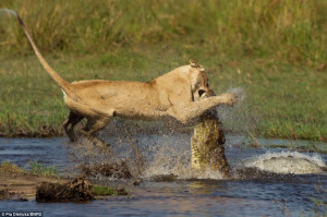 Mother lion takes on deadly crocodile to give cubs safe swim across ...