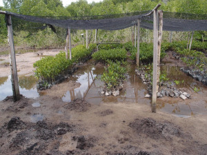 The nursery farm for mangrove seedlings at Kota Kinabalu Wetlands
