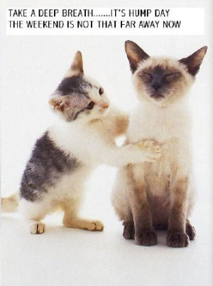 happy hump day quotes caption happy hump day but be