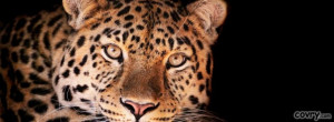 facebook covers magnificent leopard cover