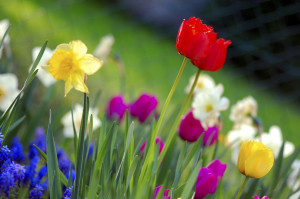Spring is in the air! Famous quotes about springtime